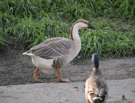 白羽肉鴨行業(yè)去產(chǎn)能戰(zhàn)開啟 3成種鴨企業(yè)或?qū)⒈黄瘸鼍? srcset=